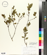 Ilex ambigua image