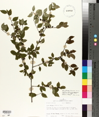 Ilex ambigua image