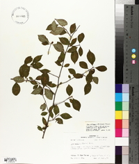 Ilex ambigua image