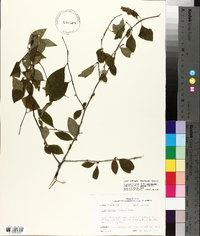 Ilex ambigua image