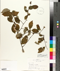 Ilex ambigua image