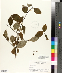 Ilex ambigua image