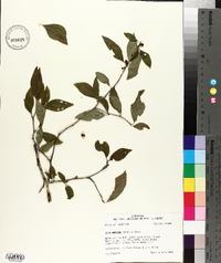 Ilex ambigua image