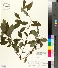 Ilex ambigua image