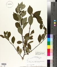 Ilex ambigua image