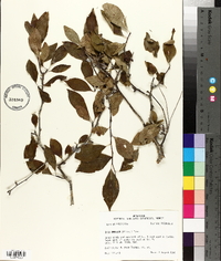 Ilex ambigua image