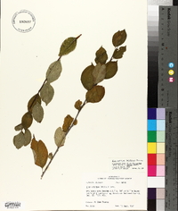 Ilex ambigua image