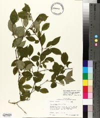 Ilex ambigua image