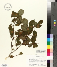 Ilex ambigua image