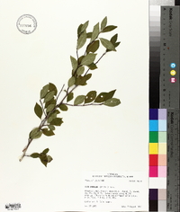 Ilex ambigua image