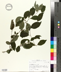 Ilex ambigua image