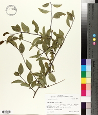 Ilex ambigua image