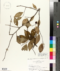 Ilex ambigua image