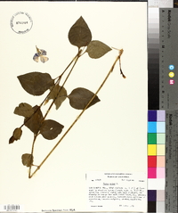 Vinca major image