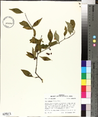 Ilex ambigua image