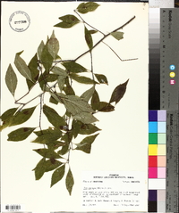 Ilex ambigua image