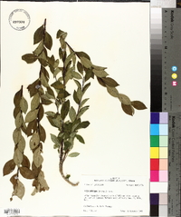 Ilex ambigua image