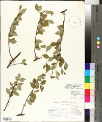 Ilex ambigua image