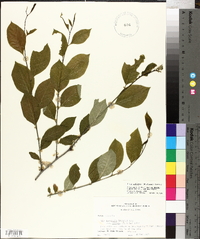 Ilex ambigua image