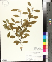 Ilex ambigua image