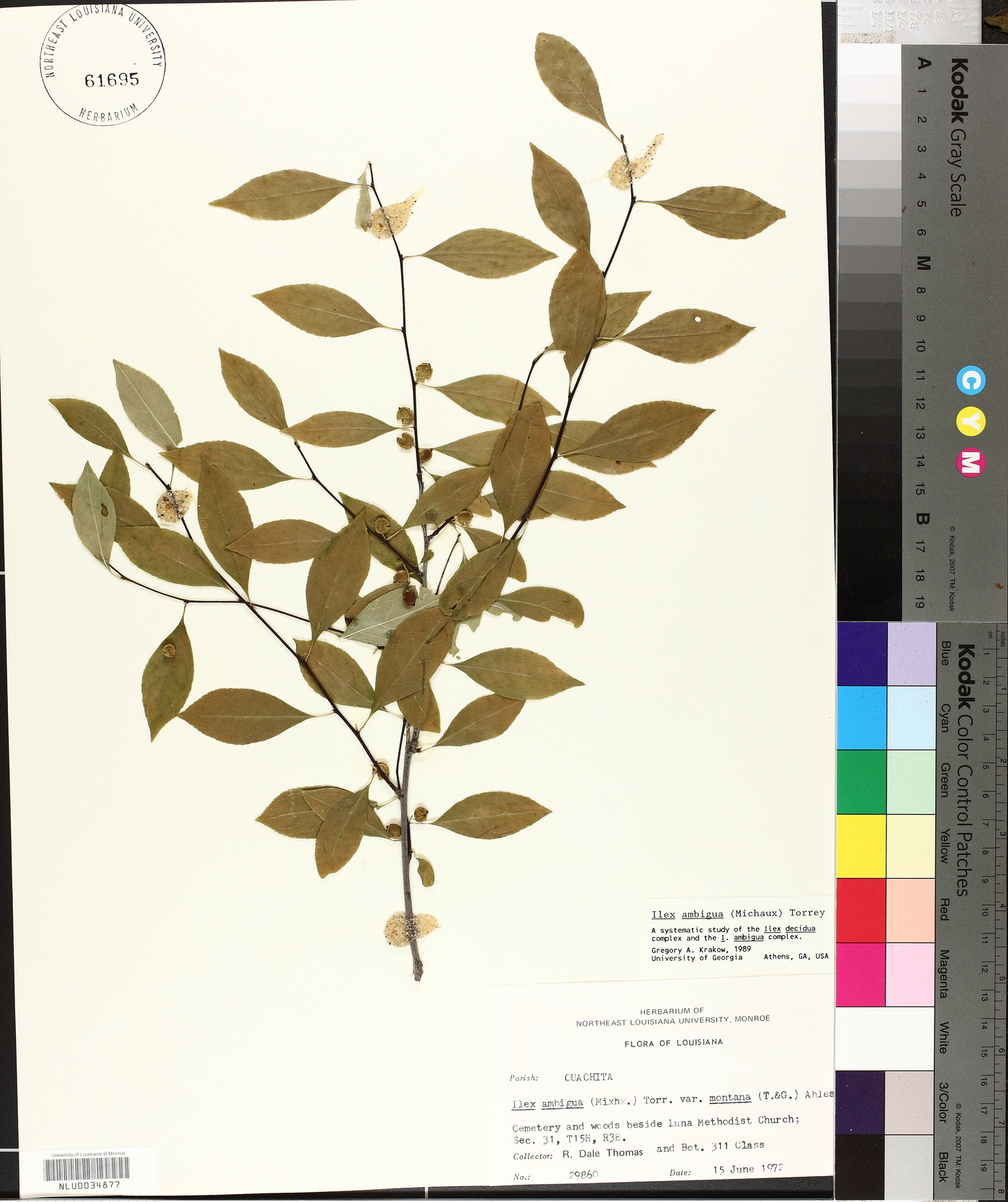 Ilex ambigua image