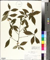 Ilex ambigua image