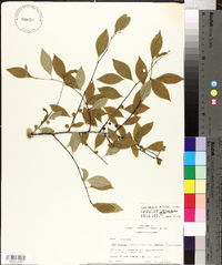 Ilex ambigua image