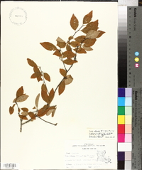 Ilex ambigua image