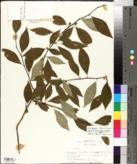 Ilex ambigua image