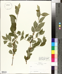 Ilex ambigua image