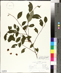 Ilex ambigua image