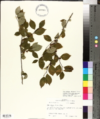 Ilex ambigua image