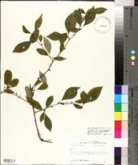 Ilex ambigua image