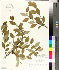 Ilex ambigua image