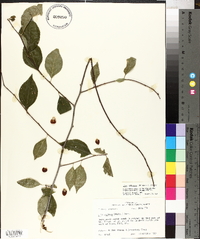 Ilex ambigua image