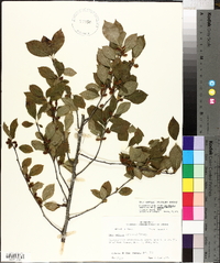 Ilex ambigua image