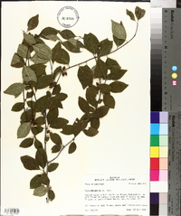 Ilex ambigua image