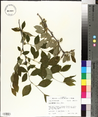 Ilex ambigua image