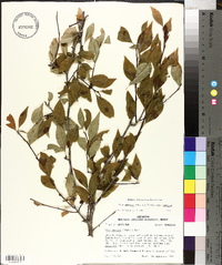 Ilex ambigua var. ambigua image