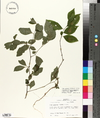 Ilex ambigua image