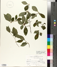 Ilex ambigua image