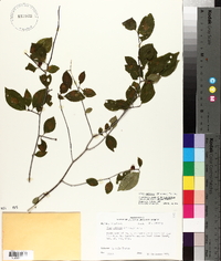 Ilex ambigua image