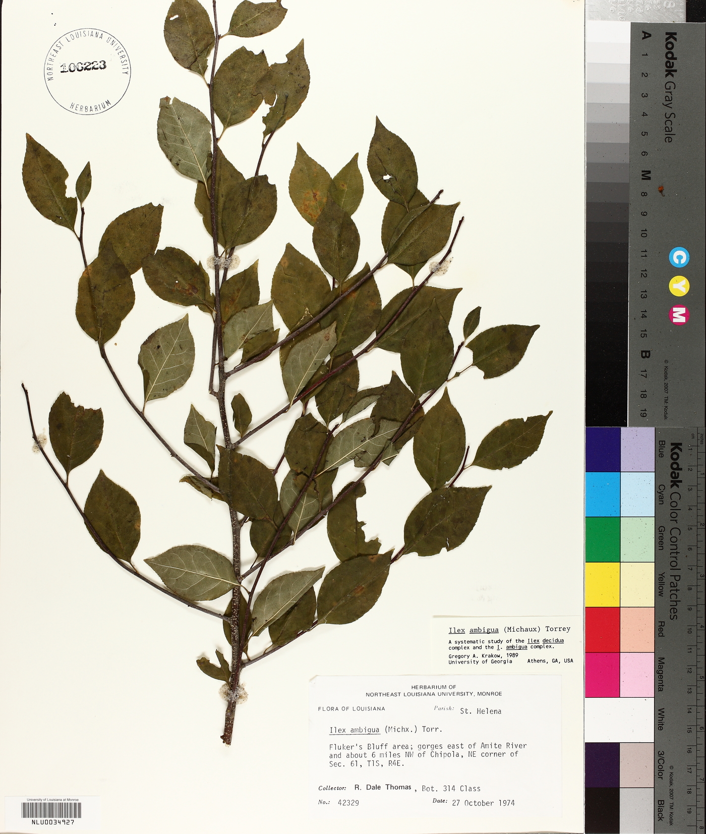 Ilex ambigua image