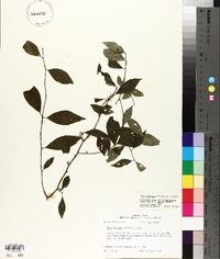 Ilex ambigua image