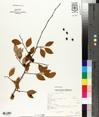 Ilex ambigua image