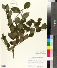 Ilex ambigua image