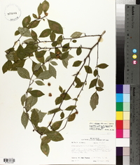 Ilex ambigua image