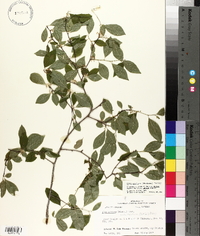 Ilex ambigua image