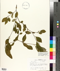 Ilex ambigua image