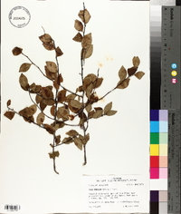 Ilex ambigua image